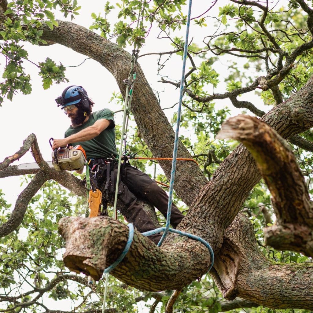 local Tree surgeons
